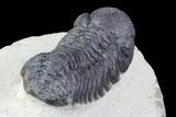Bargain, Austerops Trilobite - Nice Eye Facets #76977-3